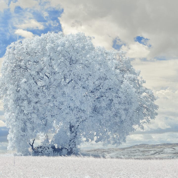 Testamenttilahjoitus aivotutkimus. Kuvassa on iso luminen puu lumisella pellolla.