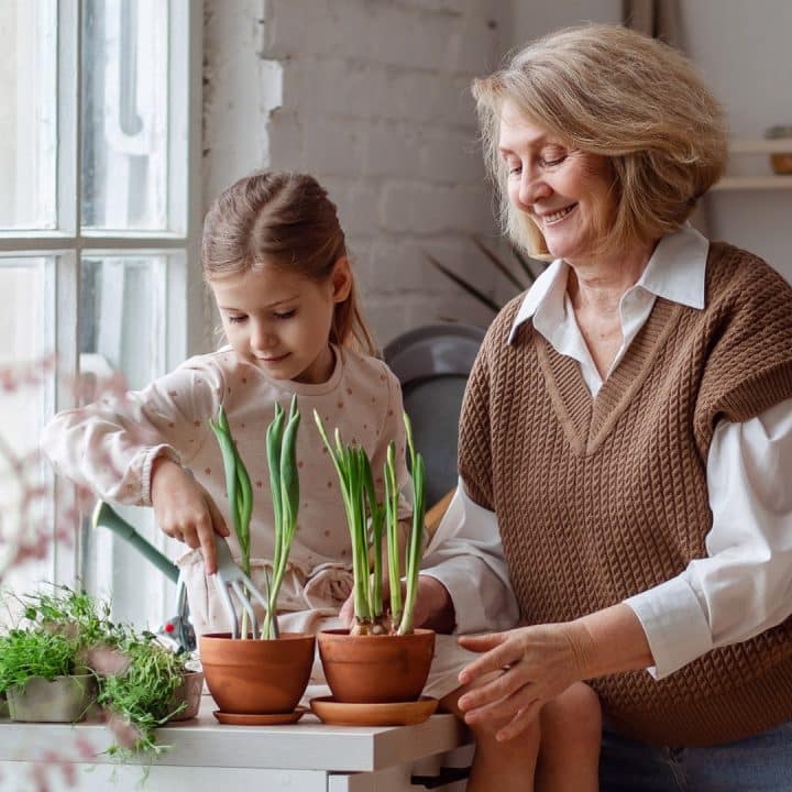 Tallenne Aivoviikon Aivot tarvitsevat seuraa -webinaarista 15.3.2023. Kuvassa pieni tyttö ja vanhempi nainen istuttavat narsisseja ikkunan äärellä.